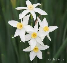 Narcissus tazetta flower7.jpg